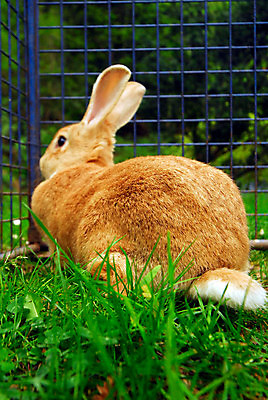 포토 JPG 해외이미지 주간 한마리 응시 잔디 사람없음 야외 갈색 토끼 갇힘 철창 해외포토 자연요소 식물 1 시선 컬러 포유류 모션 반려동물 파일형식 이미지허브