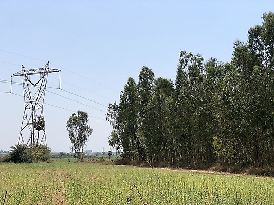 포토 JPG 해외이미지 나무 식물 공원 산업 선 잎 밭 농업 자연 하늘 풍경 사람없음 야외 목재 초록색 여름 파란색 햇빛 환경 탑 힘 봄 에너지 나뭇가지 시골 숲 큼 장면 철사 나무껍질 봉 철탑 내추럴 옛날 전압 수평선 해외포토 건축물 계절 공공시설 컬러 재료 태양 껍질 크기 생태계 파일형식 이미지허브