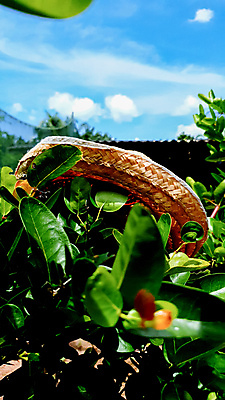 포토 JPG 해외이미지 바다 백그라운드 휴가 휴식 집게 손바닥 사람없음 야외 가로 파란색 컬러풀 햇빛 태양 뷰티 유행 스크린 수확 흰색 직물 닫기 호주 보호 빨랫줄 자르기 싱글 휴양지 밀짚모자 데이지 심플 강렬 웅장함 스타일 수평선 카피스페이스 미니멀리스트 미니멀 해외포토 자연요소 모자_잡화 손 꽃 줄 컬러 컨셉 농업 모션 공백 장소 오세아니아 파일형식 이미지허브