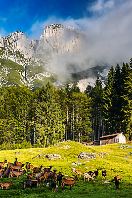 포토 JPG 해외이미지 동물 구름 전통 유럽 밭 농업 자연 하늘 염소 산 풍경 사람없음 야외 초록색 컬러풀 햇빛 농장 농경지 마을 환경 계곡 가축 바위 시골 군중 정상 숲 방목 생태계 알프스 산악지대 밭일 생태학 슬로베니아 절정 해외포토 자연요소 교육 나라 산업 컬러 포유류 사람 태양 돌_바위 축산업 파일형식 이미지허브