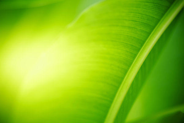 포토 JPG 해외이미지 나무 식물 계절 백그라운드 컨셉 잎 패턴 자연 벽지 추상 잔디 사람없음 초록색 빛 컬러풀 햇빛 태양 뷰티 우주 환경 정원 맑음 봄 성장 신선 숲 질감 보케 부드러움 내추럴 블러 생태학 지구의날 카피스페이스 그리너리 효과 해외포토 자연요소 교육 기념일 컬러 무늬 날씨 공백 감각 생태계 파일형식 트랜드컬러 이미지허브