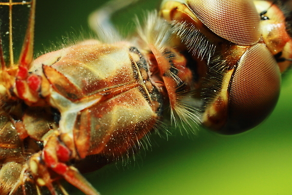 포토 JPG 해외이미지 동물 응시 여자 얼굴 야생동물 곤충 잎 날개 자연 앉기 사람없음 가로 초록색 뷰티 머리 용 벌레 잠자리 작음 묘사 오싹 해외포토 식물 시선 컬러 모션 사람 신체부위 크기 생태계 파일형식 이미지허브