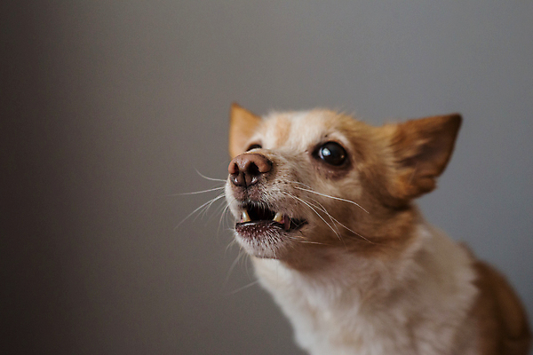 포토 JPG 해외이미지 동물 응시 행복 얼굴 새끼 백그라운드 오렌지 포유류 놀이 사람없음 반려동물 귀여움 게임 개 강아지 작음 나무껍질 고립 미니 해외포토 나무 시선 감정 컨셉 과일 신체부위 껍질 크기 파일형식 이미지허브
