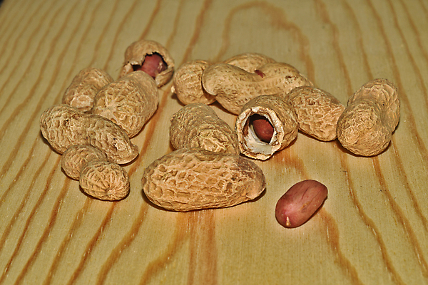 포토 JPG 해외이미지 식물 음식 씨앗 사람없음 견과류 껍질 땅콩 흙더미 해외포토 흙 파일형식 더미 이미지허브