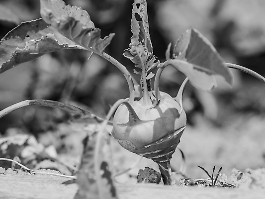 포토 JPG 해외이미지 식물 음식 잎 농업 채소 과일 자연 아침 건강 사람없음 초록색 여름 농장 정원 흙 샐러드 수확 성장 시골 침대 신선 닫기 이슬 유기농 원예 양배추 날것 냄새 내추럴 채소밭 숙성 채식주의자 콜라비 비건 해외포토 주간 웰빙 계절 산업 컬러 가구 밭 모션 취미 생태계 채식 파일형식 이미지허브