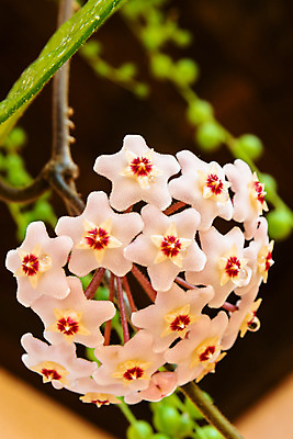 포토 JPG 해외이미지 식물 꽃잎 꽃 별 화초 분홍색 백그라운드 잎 꽃무늬 자연 사람없음 야외 장식 빨간색 초록색 여름 컬러풀 뷰티 정원 봄 벚꽃 흰색 나뭇가지 신선 개화 닫기 향수 묘사 내추럴 왁스 벨벳 해외포토 자연요소 나무 계절 컬러 무늬 모션 화장품 실크 생태계 파일형식 이미지허브