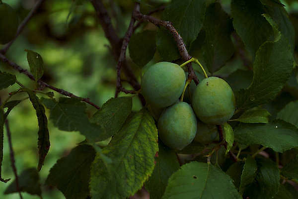포토 JPG 해외이미지 남자 중년 잎 건조 건강 식이요법 한명 사람 성인 사람없음 야외 가로 컬러풀 쌓기 사진촬영 미국 달콤 먹기 원예 섬유 흙더미 건강식 돌봄 심기 성인만 해외포토 식물 1 음식 컬러 북아메리카 모션 취미 촬영 흙 직물 맛 파일형식 더미 이미지허브