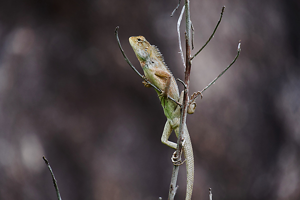 포토 JPG 해외이미지 동물 야생동물 자연 사람없음 용 도마뱀 카멜레온 해외포토 파충류 생태계 파일형식 이미지허브