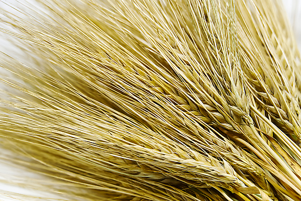 포토 JPG 해외이미지 식물 음식 빵 꽃다발 백그라운드 농업 자연 건조 씨앗 사람없음 장식 가로 농작물 농장 갈색 노란색 수확 흰색 시골 황금 볏짚 낟알 땅 시리얼 밀 다발 묶기 보따리 흰배경 날것 보리 귀 스파이크 고립 숙성 호밀 세련 해외포토 꽃 산업 컬러 모션 곡류 신체부위 짚 생태계 파일형식 이미지허브