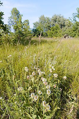 포토 JPG 해외이미지 식물 계절 꽃 잎 꽃무늬 밭 자연 사람없음 초록색 여름 봄 벚꽃 흰색 클로버 토끼풀 허브 내추럴 해외포토 컬러 무늬 농업 생태계 파일형식 이미지허브