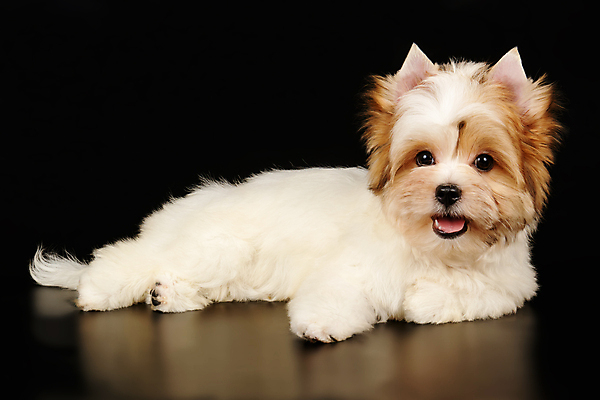 포토 JPG 해외이미지 동물 1 행복 새끼 백그라운드 새로움 털 미소 사람없음 빨간색 반려동물 귀여움 검은색 거울 흰색 개 달콤 강아지 작음 요크셔테리어 테리어 활 솜털 송곳니 기르기 비버 삼색 해외포토 감정 컬러 컨셉 포유류 표정 맛 치아 크기 돌봄 파일형식 이미지허브