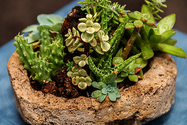 포토 JPG 해외이미지 식물 계절 꽃잎 꽃 백그라운드 잎 패턴 자연 선인장 주택 사람없음 장식 여름 뷰티 환경 정원 보라색 미니어처 사막 껍질 가을 신선 뜨거움 원형 우아함 수집 원예 질감 리빙 내추럴 생태학 심기 영원 정물화 세련 해외포토 도형 교육 컬러 컨셉 무늬 모션 취미 건물 모형 그림 생태계 파일형식 이미지허브