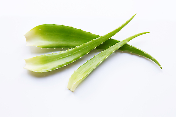 포토 JPG 해외이미지 스튜디오촬영 실내 사람없음 뷰티 흰배경 알로에 해외포토 식물 백그라운드 내부 흰색 파일형식 이미지허브