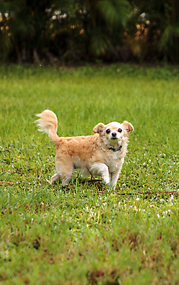 포토 JPG 해외이미지 동물 자연 사람없음 반려동물 달리기 탐험 개 치와와 송곳니 해외포토 포유류 모션 치아 생태계 파일형식 이미지허브