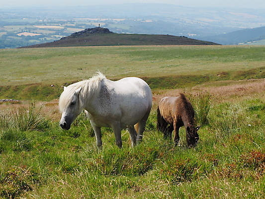포토 JPG 해외이미지 구름 공원 십자가 자국 자연 하늘 잉글랜드 파노라마 풍경 사람없음 야외 파란색 걷기 맑음 침묵 하이킹 바위 흰색 시골 황무지 오솔길 청소 언덕 지역 멀리 고립 다트무어 선로 울퉁불퉁 전국 화강암 해외포토 자연요소 공공시설 길 컬러 모션 레저 날씨 영국 촬영기법 소리 암석 생태계 파일형식 이미지허브