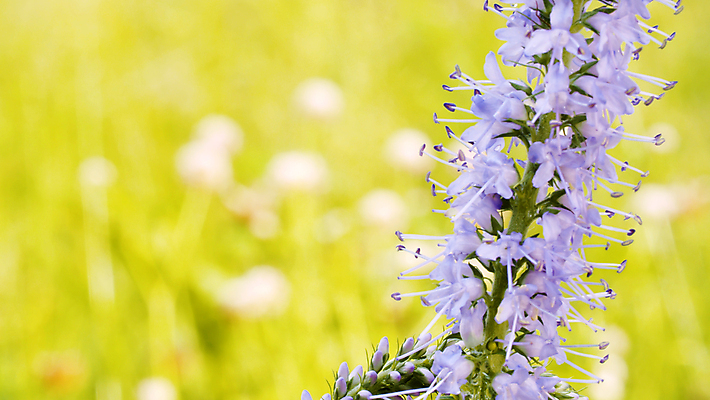 포토 JPG 해외이미지 식물 꽃 줄기 백그라운드 잎 자연 풍경 잔디 사람없음 야외 초록색 여름 태양 뷰티 환경 맑음 성장 시골 닫기 허브 제비꽃 묘사 질감 라일락 내추럴 해외포토 자연요소 계절 컬러 모션 날씨 생태계 파일형식 이미지허브