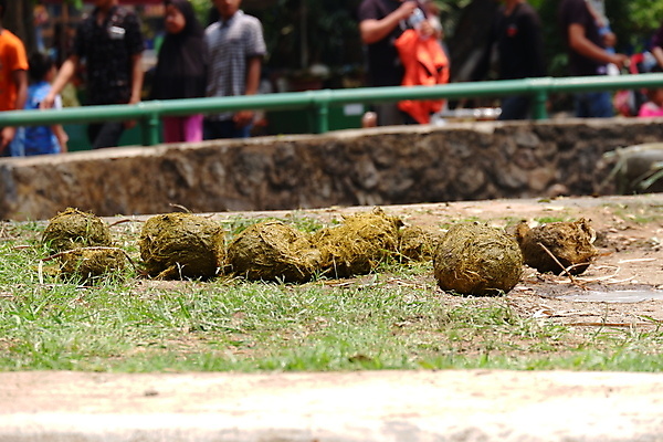 포토 JPG 해외이미지 동물 공원 아시아 야생동물 백그라운드 포유류 자연 초식동물 코끼리 건조 사람없음 야외 초록색 갈색 환경 큼 유기농 냄새 먼지 섬유 흙더미 낭비 내추럴 땅바닥 이국적 전국 해외포토 웰빙 공공시설 나라 컬러 컨셉 바닥 흙 직물 크기 생태계 파일형식 더미 이미지허브