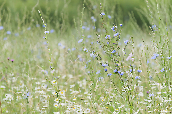 포토 JPG 해외이미지 주간 식물 꽃 유럽 백그라운드 잎 밭 자연 국화 종류 사람없음 가로 초록색 파란색 컬러풀 노란색 환경 활발 샐러드 흰색 시골 개화 보호 매끈함 질감 생물학 데이지 내추럴 블러 생태학 영원 치커리 해외포토 자연요소 교육 나라 음식 컬러 컨셉 농업 채소 감각 생태계 파일형식 이미지허브