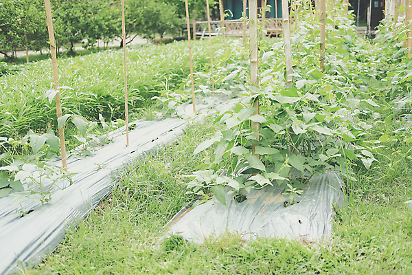 포토 JPG 해외이미지 식물 음식 잎 농업 채소 자연 건강 사람없음 농작물 농장 정원 성장 유기농 원예 내추럴 해외포토 웰빙 산업 취미 생태계 파일형식 이미지허브