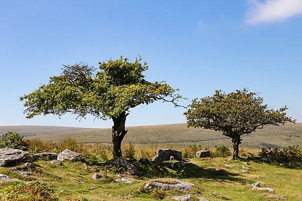 포토 JPG 해외이미지 나무 영어 공원 여행 밭 자연 하늘 영국 잉글랜드 산 국립공원 풍경 사람없음 야외 여름 환경 계곡 바위 시골 황무지 암초 다트무어 울퉁불퉁 전국 해외포토 식물 문자 계절 공공시설 유럽 농업 돌_바위 생태계 파일형식 이미지허브