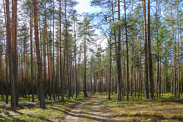포토 JPG 해외이미지 나무 식물 계절 공원 열매 길 백그라운드 잎 자연 풍경 사람없음 야외 목재 초록색 여름 빛 햇빛 태양 뷰티 걷기 환경 맑음 침묵 봄 꿈 모임 광선 가을 나뭇가지 소나무 숲 오솔길 검색 내추럴 굴곡 해외포토 자연요소 공공시설 컬러 재료 모션 날씨 소리 생태계 파일형식 이미지허브