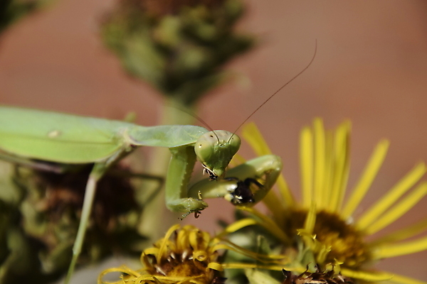 포토 JPG 해외이미지 동물 1 응시 여자 교육 야생동물 음식 과학 곤충 백그라운드 잎 자연 안테나 종류 사람없음 초록색 머리 환경 중국 금지 기도 못 닫기 해충 벌레 말벌 먹기 사냥 육식동물 희생 포식 오싹 해외포토 식물 시선 아시아 컬러 통신 모션 사람 신체부위 공구 벌_곤충 생태계 파일형식 이미지허브