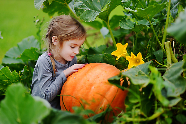 포토 JPG 해외이미지 백인 계절 여자 행복 어린이 밭 농업 채소 오렌지 부분 포옹 호박 한명 미소 사람 앉기 가로 초록색 청춘 농장 할로윈 수확 가을 선택 작음 시원함 원예 추수감사절 발견 10월 잭오랜턴 초보 해외포토 서양인 1 감정 산업 기독교 컬러 컨셉 과일 안기 모션 표정 취미 날짜 크기 파일형식 이미지허브