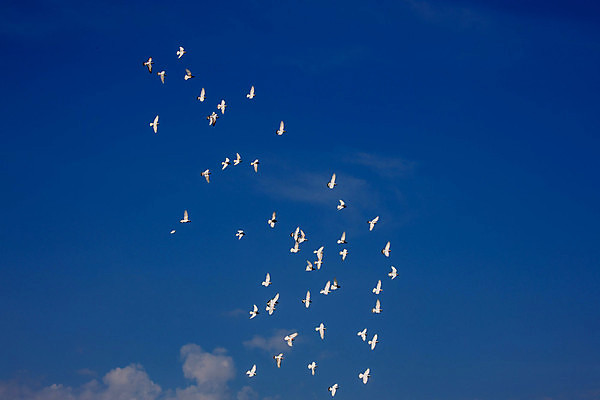 포토 JPG 해외이미지 동물 구름 도로 백그라운드 날개 자연 하늘 사람없음 여름 파란색 자유 흰색 도착 출발 질감 비둘기 부리 동물상 해외포토 자연요소 계절 길 컬러 컨셉 교통시설 조류 조형물 생태계 파일형식 이미지허브