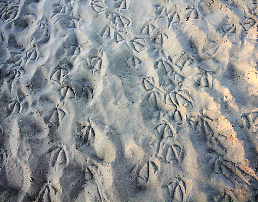 포토 JPG 해외이미지 모래 바다 백그라운드 발 갈매기 휴가 사람없음 트랙 물새 물갈퀴 해외포토 조류 신체부위 파일형식 이미지허브