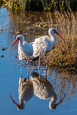 포토 JPG 해외이미지 동물 북아메리카 조류 사람없음 미국 플로리다 해외포토 아메리카 파일형식 이미지허브