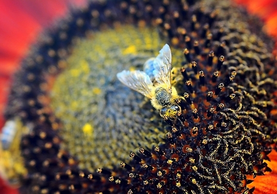 포토 JPG 해외이미지 식물 동물 꽃잎 꽃 야생동물 곤충 날개 오렌지 자연 해바라기 사람없음 야외 가로 빨간색 여름 노란색 봄 벚꽃 작업 닫기 꿀벌 수분 벌 묘사 꽃가루 꿀 해외포토 계절 컬러 과일 모션 벌_곤충 가루 생태계 파일형식 이미지허브