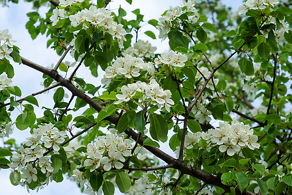 포토 JPG 해외이미지 식물 계절 꽃잎 꽃 꽃다발 백그라운드 꽃무늬 자연 사람없음 초록색 컬러풀 정원 봄 벚꽃 숲 해외포토 컬러 무늬 생태계 파일형식 이미지허브