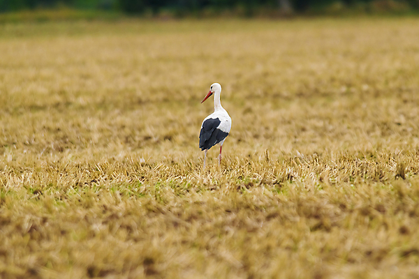 포토 JPG 해외이미지 나무 동물 공원 남자 야생동물 백그라운드 날개 오렌지 자연 조류 하늘 사람없음 야외 빨간색 초록색 파란색 컬러풀 햇빛 뷰티 노란색 머리 환경 흰색 나뭇가지 숲 작음 깃털 부리 내추럴 고립 동물상 이국적 황새 해외포토 식물 공공시설 컬러 과일 사람 신체부위 태양 조형물 크기 생태계 파일형식 이미지허브