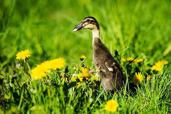 포토 JPG 해외이미지 동물 공원 유럽 야생동물 농업 날개 가정 자연 조류 주택 오리 병아리 앉기 사람없음 야외 초록색 여름 뷰티 갈색 정원 검은색 봄 회색 벚꽃 흰색 시골 아기 도시 작음 깃털 부리 솜털 내추럴 동물상 생태학 해외포토 계절 공공시설 교육 꽃 나라 산업 컬러 모션 사람 건물 조형물 크기 생태계 파일형식 이미지허브