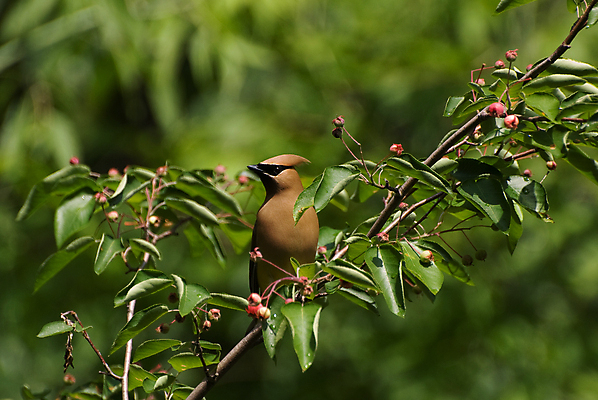 포토 JPG 해외이미지 나무 식물 동물 야생동물 북아메리카 조류 사람없음 미국 해외포토 아메리카 파일형식 이미지허브