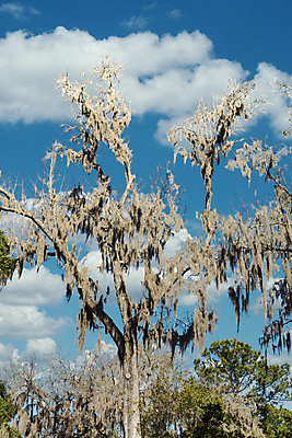 포토 JPG 해외이미지 나무 식물 자연 매달리기 이끼 풍경 사람없음 야외 남쪽 스페인어 생존 플로리다 해외포토 모션 미국 방향 생태계 파일형식 이미지허브