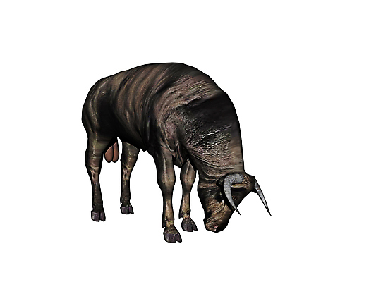 포토 JPG 해외이미지 뿔 사람없음 그래픽 갈색 힘 소 황소 꼬리 해외포토 컬러 포유류 파일형식 이미지허브