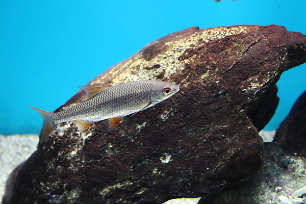 포토 JPG 해외이미지 동물 야생동물 바다 여행 백그라운드 자연 어류 풍경 사람없음 물 파란색 컬러풀 뷰티 환경 수중 그룹 산호 다이빙 암초 수족관 내추럴 소금물 해외포토 자연요소 컬러 수영 수중동물 자포동물 생태계 수중스포츠 파일형식 이미지허브