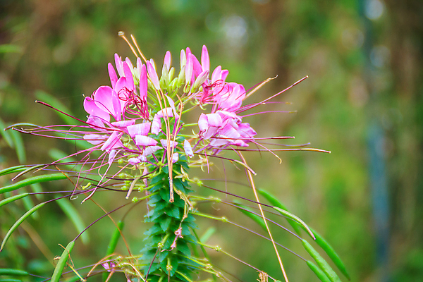 포토 JPG 해외이미지 식물 공원 꽃잎 꽃 줄기 분홍색 꽃다발 백그라운드 자연 수염 씨앗 풍경 사람없음 야외 장식 초록색 여름 컬러풀 뷰티 정원 보라색 힘 봄 벚꽃 가을 흰색 신선 개화 순수 향기 냄새 꽃가루 부드러움 강렬 해외포토 계절 공공시설 컬러 컨셉 감각 가루 생태계 파일형식 이미지허브
