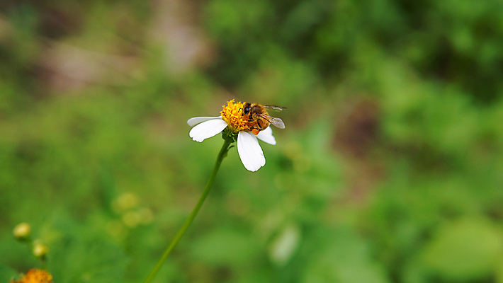 포토 JPG 해외이미지 식물 동물 계절 공원 꽃잎 꽃 곤충 백그라운드 꽃무늬 밭 자연 풍경 사람없음 야외 초록색 여름 농장 노란색 정원 맑음 봄 줄무늬 활발 벚꽃 흰색 시골 닫기 벌레 작음 수분 벌 수집 묘사 데이지 꽃가루 꿀 내추럴 생태학 캐모마일 해외포토 공공시설 교육 컬러 컨셉 무늬 농업 모션 날씨 크기 가루 허브 생태계 파일형식 이미지허브