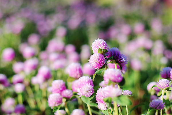 포토 JPG 해외이미지 식물 계절 공원 꽃 줄기 분홍색 잎 꽃무늬 공 자연 바람 국화 씨앗 사람없음 야외 여름 컬러풀 뷰티 지구본 머리 정원 보라색 봄 활발 들꽃 벚꽃 신선 개화 가시 다발 제비꽃 척추 원예 아로마 솜털 엉겅퀴 내추럴 해외포토 자연요소 공공시설 컬러 컨셉 무늬 날씨 뼈 취미 신체부위 생태계 파일형식 이미지허브