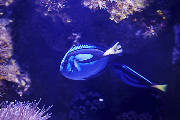 포토 JPG 해외이미지 동물 지구 야생동물 바다 여행 백그라운드 자연 어류 사람없음 옆모습 빨간색 물 파란색 노란색 환경 검은색 바닷속 수중 수영 활발 산호 고독 가루 인도인 집중 싱글 다이빙 눈금 탱크 장면 지느러미 암초 수족관 외과 고립 깊이 수경재배 이국적 해외포토 자연요소 외국인 감정 뷰포인트 컬러 컨셉 의학 병원 동양인 수중동물 수상스포츠 자포동물 생태계 수중스포츠 파일형식 이미지허브