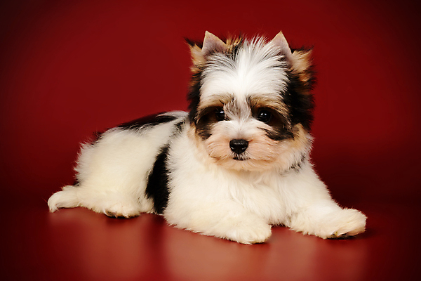 포토 JPG 해외이미지 동물 1 행복 새끼 백그라운드 새로움 털 사람없음 빨간색 반려동물 귀여움 검은색 거울 흰색 개 달콤 강아지 작음 요크셔테리어 테리어 활 솜털 송곳니 기르기 비버 삼색 해외포토 감정 컬러 컨셉 포유류 맛 치아 크기 돌봄 파일형식 이미지허브