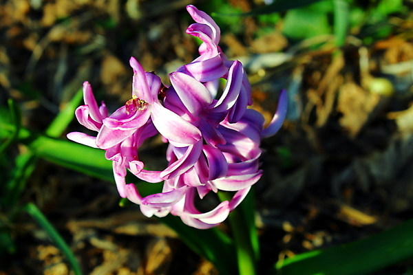 포토 JPG 해외이미지 식물 공원 꽃잎 꽃 분홍색 자연 사람없음 야외 정원 개화 닫기 화단 해외포토 공공시설 컬러 모션 생태계 파일형식 이미지허브