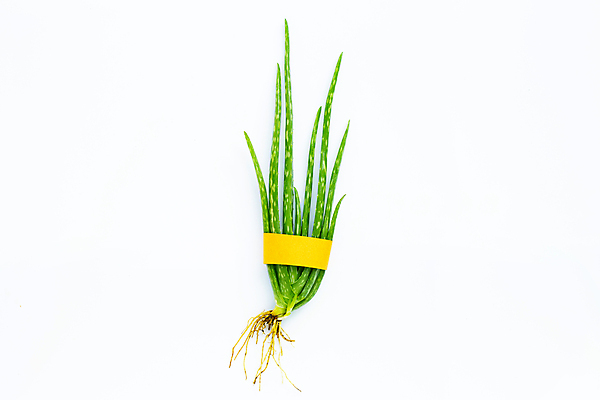 포토 JPG 해외이미지 스튜디오촬영 실내 사람없음 뷰티 흰배경 알로에 해외포토 식물 백그라운드 내부 흰색 파일형식 이미지허브