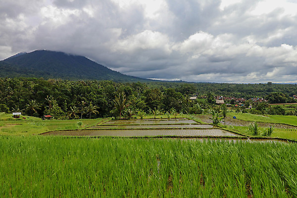 포토 JPG 해외이미지 식물 아시아 문화 음식 여행 백그라운드 패턴 농업 자연 하늘 밥 산 안테나 건강 동양인 풍경 사람없음 야외 초록색 물 여름 농장 반사 마을 환경 계곡 수확 시골 농부 낟알 언덕 발리 인도네시아 내추럴 논밭 밭일 해외포토 자연요소 직업 계절 나라 산업 컬러 섬 무늬 밭 통신 논 인종 생태계 파일형식 이미지허브
