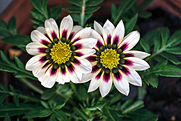 포토 JPG 해외이미지 식물 계절 꽃잎 꽃 분홍색 백그라운드 2 자연 사람없음 야외 물 컬러풀 뷰티 노란색 벚꽃 흰색 신선 센터 닫기 묘사 싱글 원예 붓꽃 고립 동물상 해외포토 자연요소 컬러 모션 취미 조형물 생태계 파일형식 이미지허브