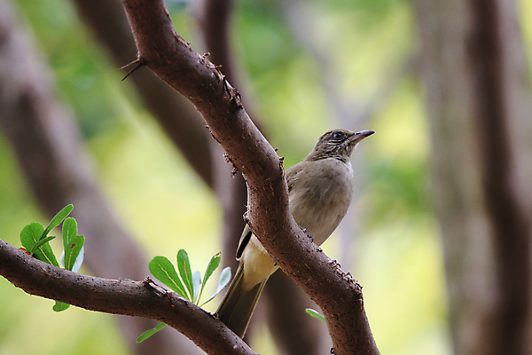 포토 JPG 해외이미지 나무 동물 응시 행복 야생동물 음식 백그라운드 날개 태국 자연 조류 사랑 사람없음 초록색 여름 컬러풀 뷰티 갈색 노란색 자유 흰색 나뭇가지 쌍 떨어짐 숲 인도인 깃털 보케 서식지 내추럴 동물상 해외포토 외국인 식물 시선 계절 감정 아시아 컬러 컨셉 동양인 조형물 생태계 파일형식 이미지허브