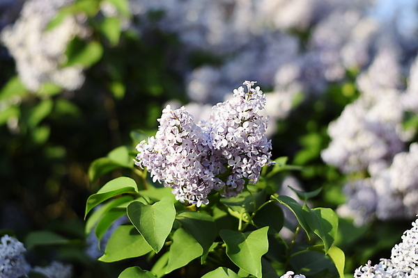 포토 JPG 해외이미지 나무 식물 디자인 계절 꽃잎 꽃 줄기 백그라운드 잎 꽃무늬 자연 하늘 사람없음 야외 장식 가로 초록색 여름 뷰티 머리 정원 보라색 봄 활발 벚꽃 나뭇가지 개화 선택 4월 5월 제비꽃 보케 부드러움 라일락 해외포토 컬러 컨셉 무늬 신체부위 감각 날짜 생태계 파일형식 이미지허브