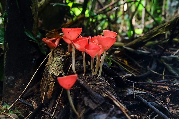 포토 JPG 해외이미지 나무 식물 계절 공원 분홍색 백그라운드 잎 오렌지 태국 자연 사람없음 야외 목재 컵 빨간색 초록색 물 빛 컬러풀 뷰티 환경 검은색 버섯 봄 젖음 신선 그룹 떨어짐 숲 작음 샴페인 질감 내추럴 곰팡이 화상 해외포토 자연요소 식기 공공시설 아시아 컬러 컨셉 과일 재료 주류 상처 크기 생태계 파일형식 이미지허브